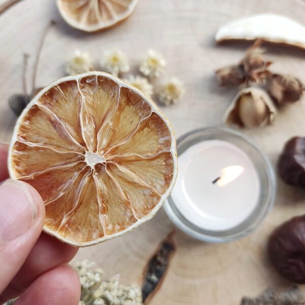 Dried botanicals and forest treasures