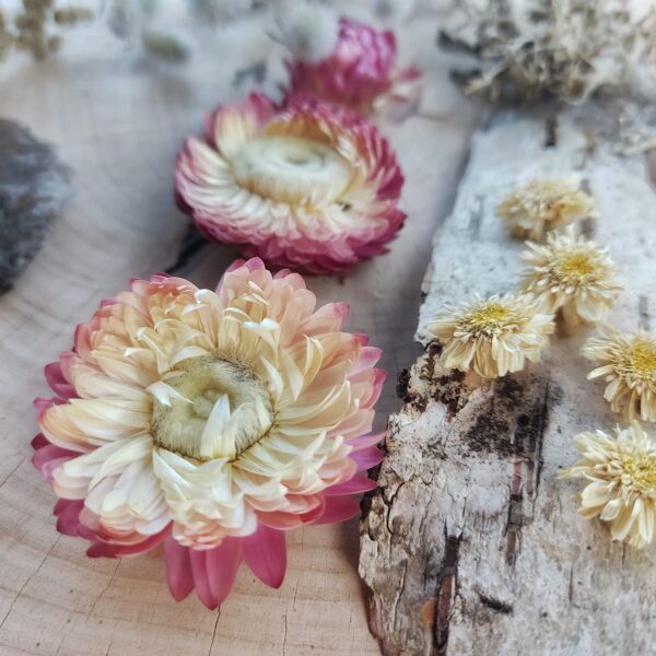 Dried flowers and birch bark