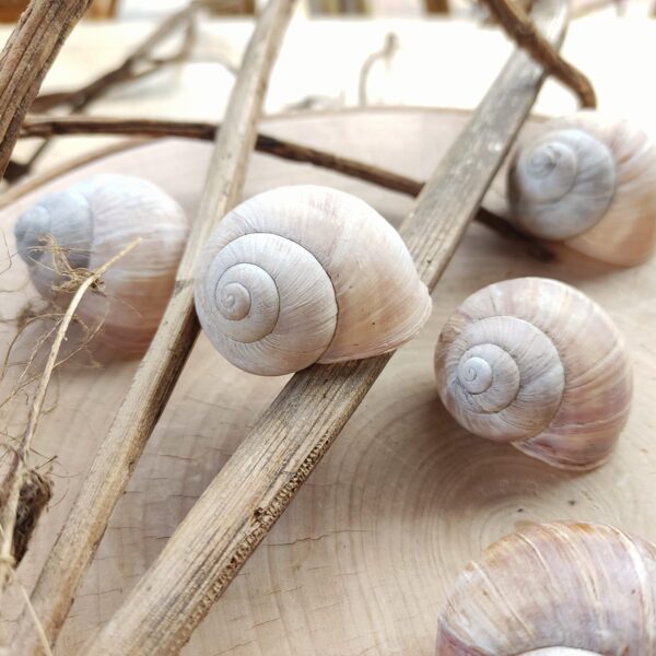 Forest snail shells