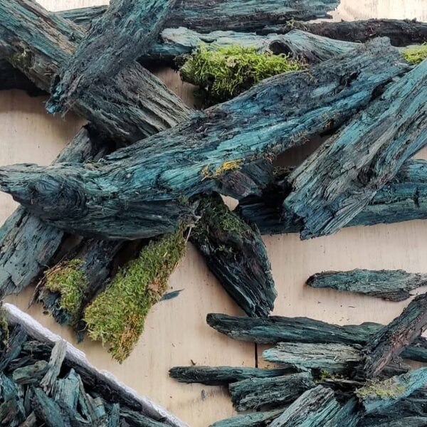 Rare find - blue birch