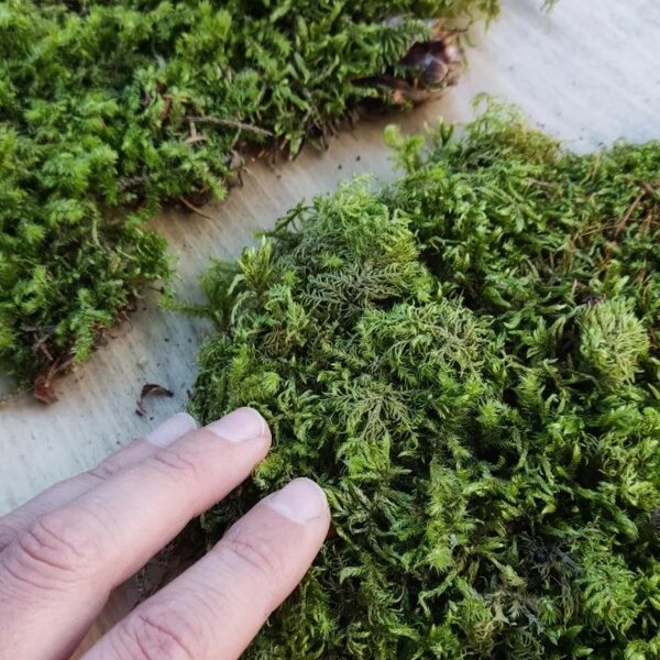 Natural, dried green moss