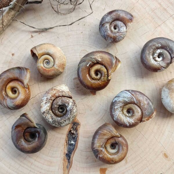 River spiral snail shells