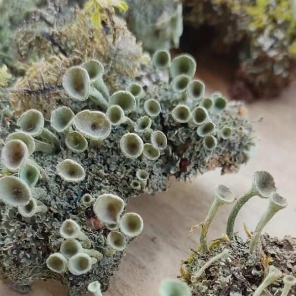 Pixie cups lichen