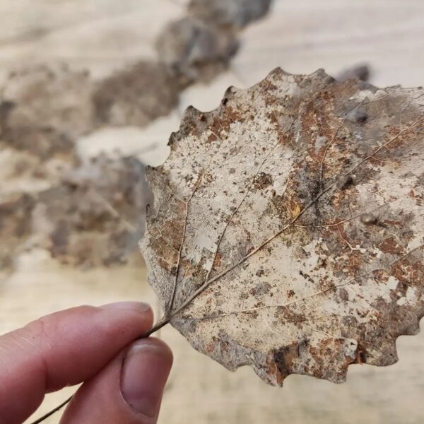 Skeletonized aspen leaves