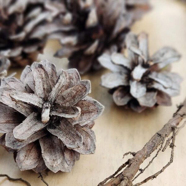Sun-faded pine cones
