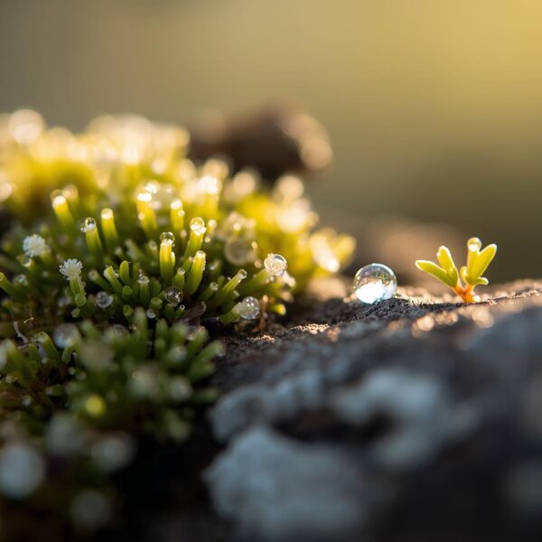 Soft Moss in Morning Light