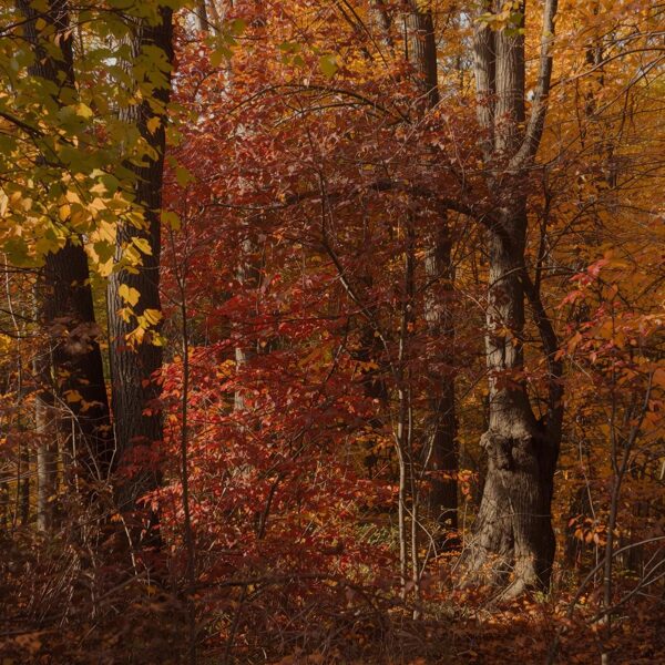 Mixed Tree Forest in Autumn