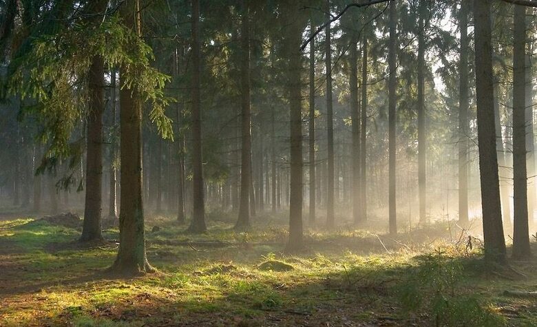 Misty Latvian spruce forest at sunrise — soft golden light through trees, symbol of slow living and calm connection with nature