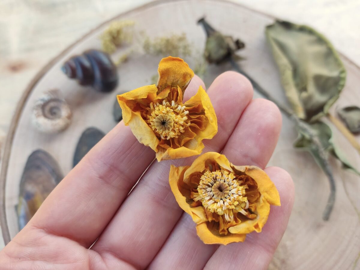 Nature craft kit with forest and meadow materials arranged on a wooden disc for handmade projects