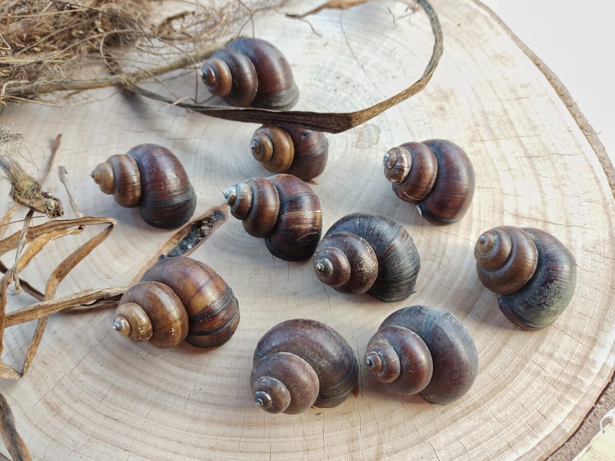 Dark river snail shells on wooden slice — natural materials from Latvian forests and rivers for slow living crafts