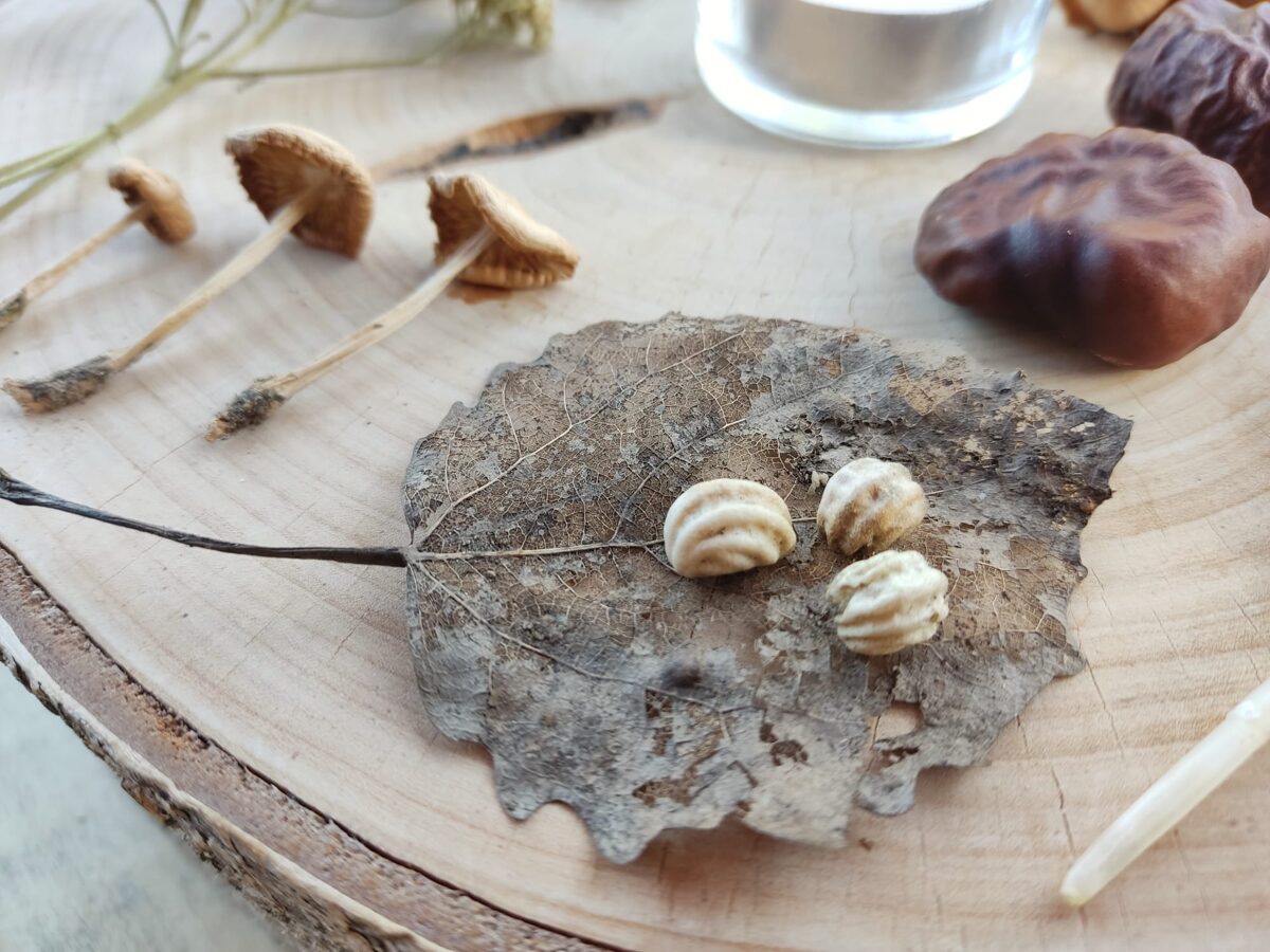 Baltic river finds and shore shells — natural craft materials gathered for creative projects
