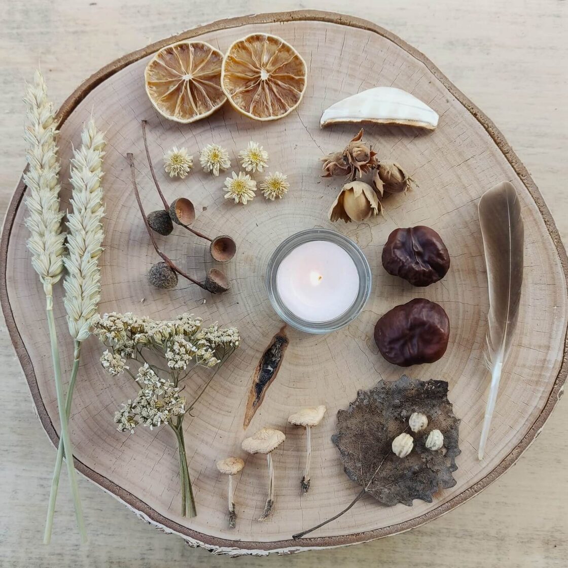Natural materials from forest and shore arranged on a wooden surface — tiny mushrooms, dried plants, and botanical textures.