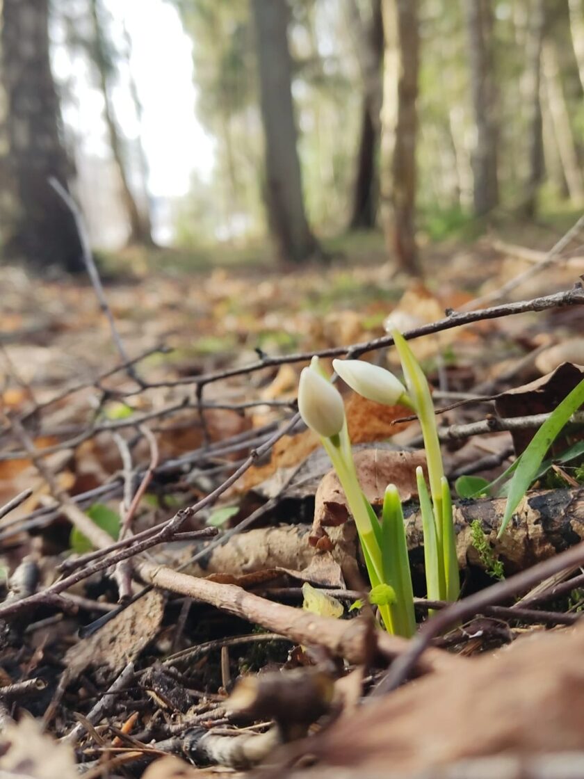 Small snowdrops growing on the forest floor at the edge of a forest in early spring, surrounded by dry leaves and twigs.