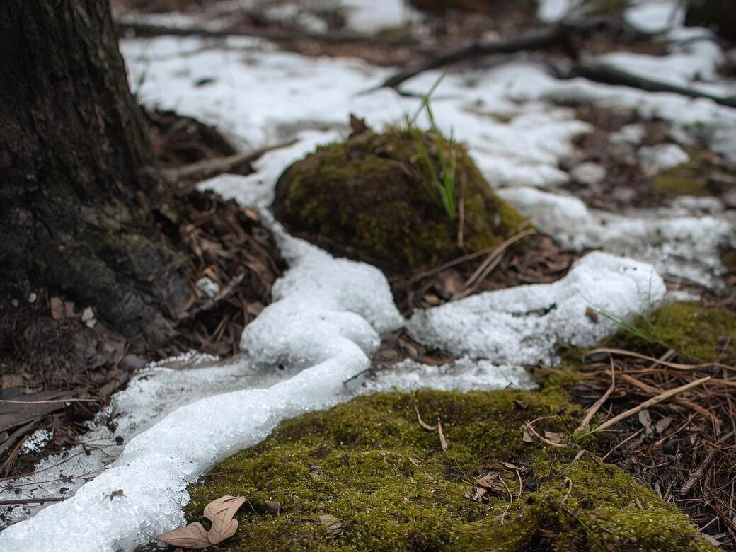 Quiet early spring thaw with soft melting snow, earth and moss in gentle natural light.