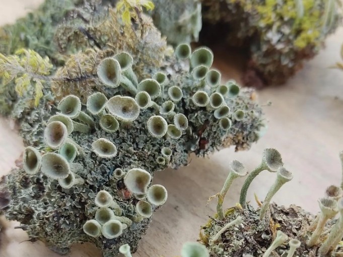 Pixie cups lichen gathered from forest paths — tiny natural textures full of calm and life
